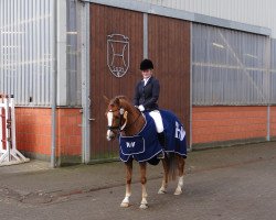 dressage horse Holsteins Don (German Riding Pony, 2008, from Fs Disagio)