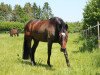 dressage horse Cooper F 2 (Holsteiner, 2000, from Candillo Z)