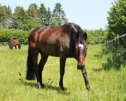 dressage horse Cooper F 2 (Holsteiner, 2000, from Candillo Z)