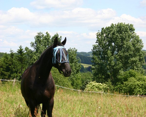 Zuchtstute Bijou (Hannoveraner, 2000, von Bergamon)