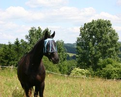 broodmare Bijou (Hanoverian, 2000, from Bergamon)