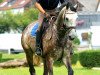 dressage horse Royal As (Hanoverian, 2003, from Royal Diamond)