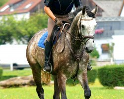 dressage horse Royal As (Hanoverian, 2003, from Royal Diamond)