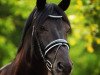 horse Breezer von Ludwigsburg (Trakehner, 2001, from Abisko)