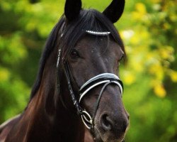 horse Breezer von Ludwigsburg (Trakehner, 2001, from Abisko)