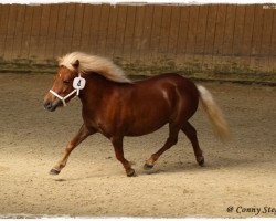 Zuchtstute Ragura vom Purnitzgrund (Shetland Pony, 2011, von Apollo vom Purnitzgrund)