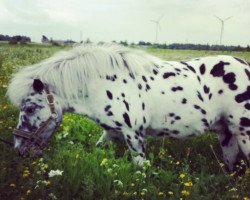 Pferd Lucky (Shetland Pony, 1996, von Handybus van Maurits)