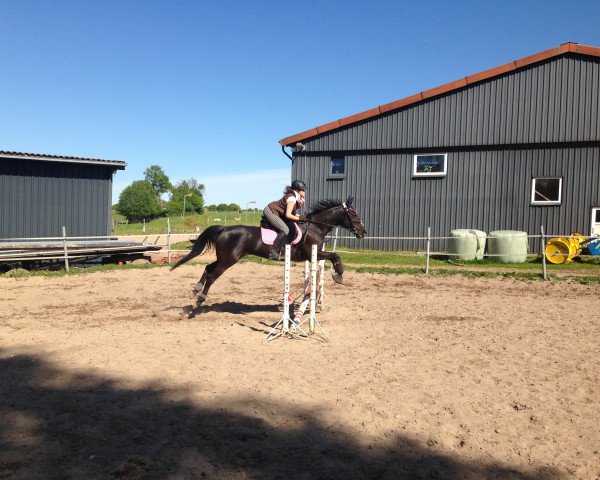 dressage horse Luna 1414 (Arabian, 1999)