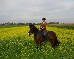 dressage horse Equivitals Dreamy Boy (Westphalian, 2006, from Dream On)