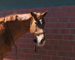 broodmare Welfenkrone (Waika) (Hanoverian, 2001, from Wilawander xx)