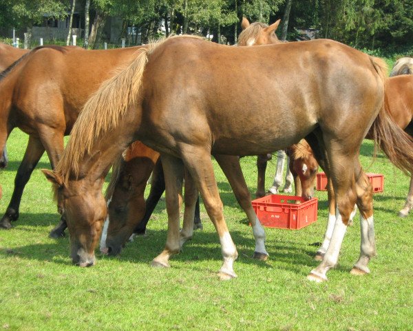 broodmare Starpower Bianka (German Riding Pony,  , from Horsegate Minstrel)