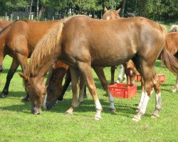 broodmare Starpower Bianka (German Riding Pony,  , from Horsegate Minstrel)