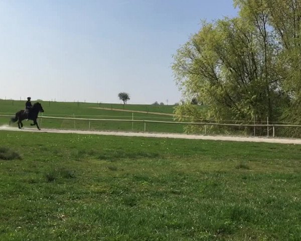 Video of Gustur vom Haselbach