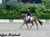 dressage horse Vilas-Suny (German Riding Pony, 2000, from Vilas)