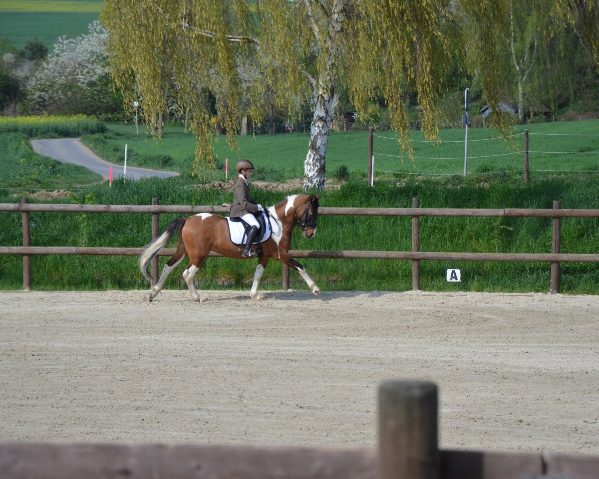 dressage horse Dark Dancer (Lewitzer, 2007, from Devino Chico)