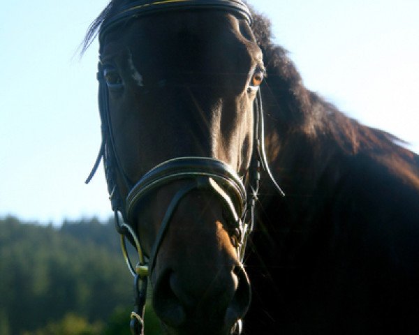 horse Fandadel xx (Thoroughbred, 2002, from Java Gold xx)