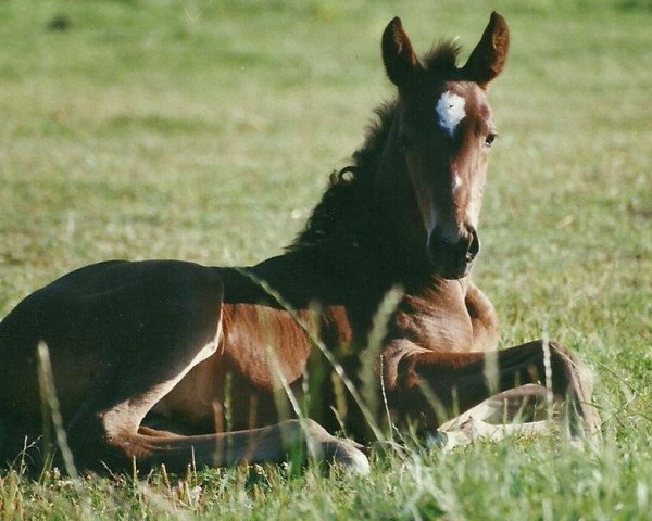 Pferd Just Flying (Rheinländer, 1999, von Jacquare)