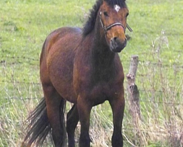 Pferd Petit Honeur (Deutsches Reitpony, 2010, von Hattrick)