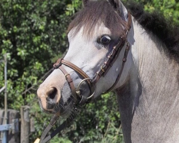 broodmare Petit Inschuschuna (German Riding Pony, 2007, from Monte Christo)