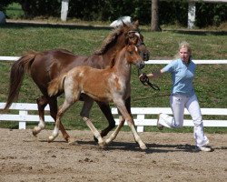 dressage horse Petit Daimon (German Riding Pony, 2010, from Steendiek's Dollarprinz)