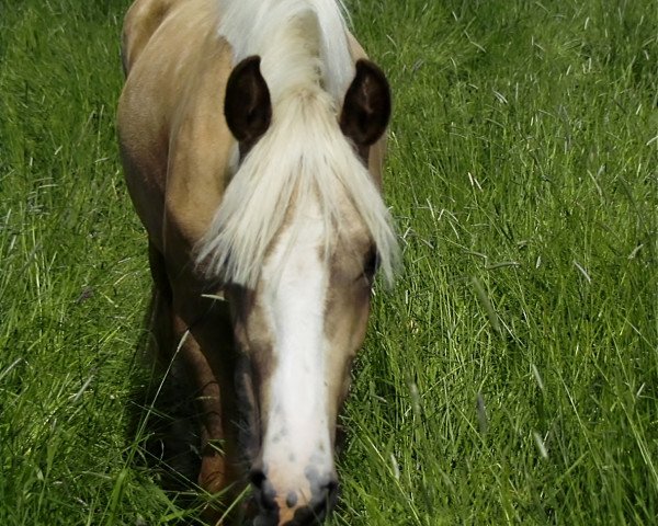 jumper Petit Happy Princess (German Riding Pony, 2011, from Holsteins Gentleman)