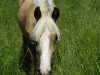 Springpferd Petit Happy Princess (Deutsches Reitpony, 2011, von Holsteins Gentleman)