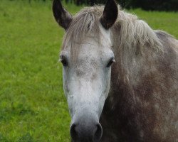 broodmare Petit Imrana (German Riding Pony, 2007, from Monte Christo)