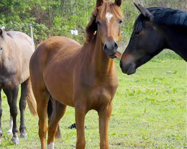 broodmare Petit Devaree (German Riding Pony, 2010, from Steendieks Fuerst Heinrich)