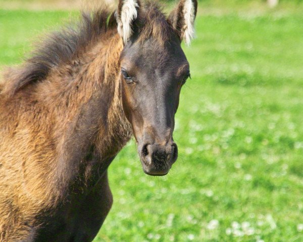 dressage horse Petit Depardieu (German Riding Pony, 2010, from Steendiek's Dollarprinz)