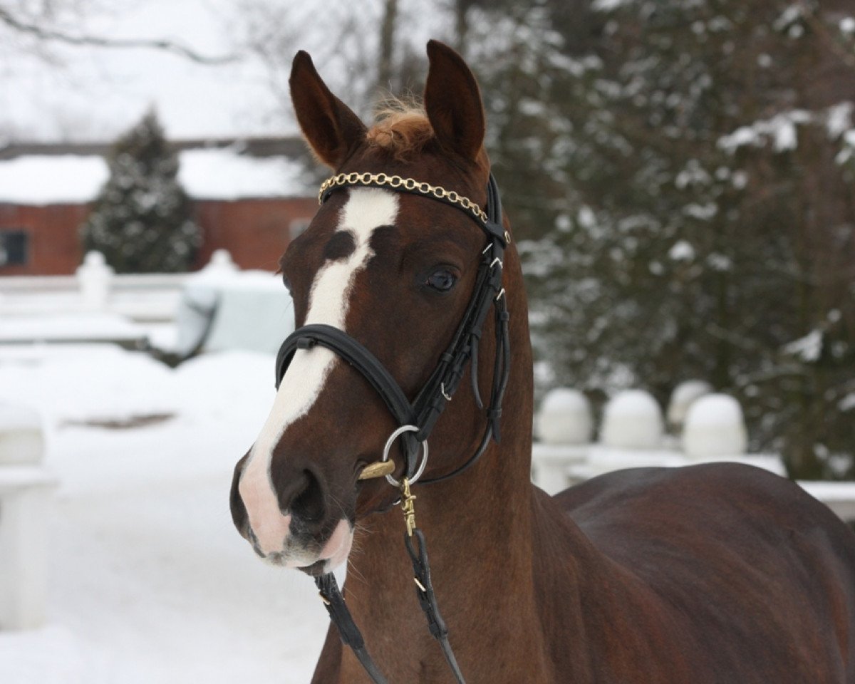 stallion Steendieks Pokemon (German Riding Pony, 2007, from Prince Perfect)