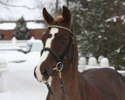 stallion Steendieks Pokemon (German Riding Pony, 2007, from Prince Perfect)