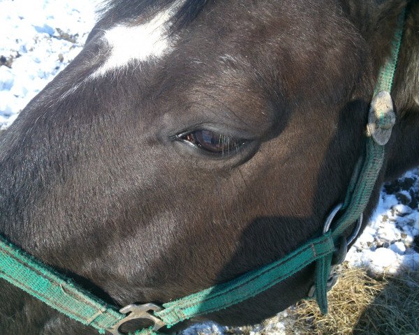 jumper Calli 12 (Hanoverian, 2000, from Cashman)