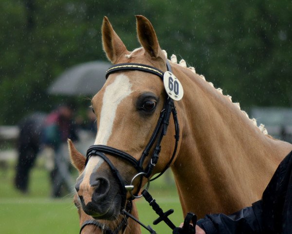 broodmare Golden Girl (German Riding Pony, 2003, from Golden Game Boy)