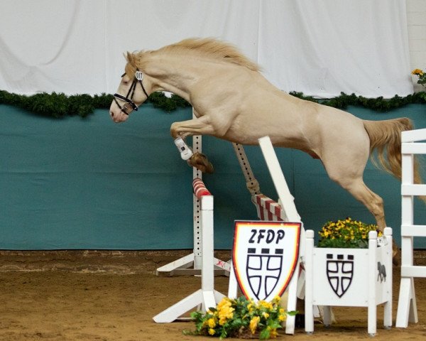 Deckhengst OBH Golden Moondust (Morgan Horse, 2010)