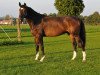 Springpferd Sweet Giant (KWPN (Niederländisches Warmblut), 2004, von VDL Sheraton)