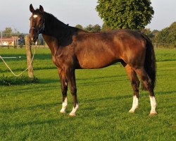 jumper Sweet Giant (KWPN (Niederländisches Warmblut), 2004, from VDL Sheraton)