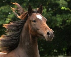 dressage horse Be Different (German Riding Pony, 2012, from Bon Jovi)