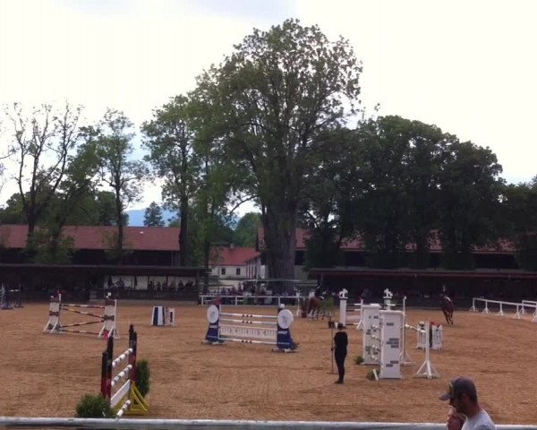 Reitturnier Schwaiganger 2014