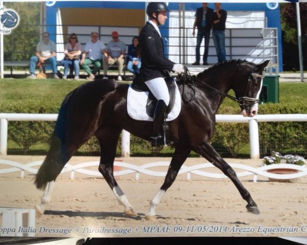 horse Fuerst Lissa dei Castellani (Italian Warmblood, 2010, from Fürst Heinrich)