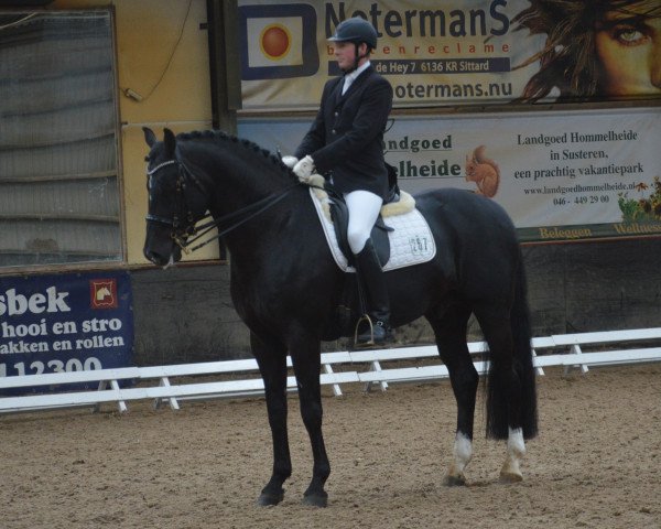 dressage horse D'Oni RH (Rhinelander, 2006, from D'Omsor)