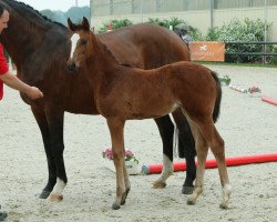 broodmare Lilly Companera (Westphalian, 2014, from Levisonn 208 FIN)