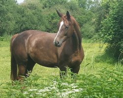 broodmare Sanyador (Westphalian, 2009, from San Remo)