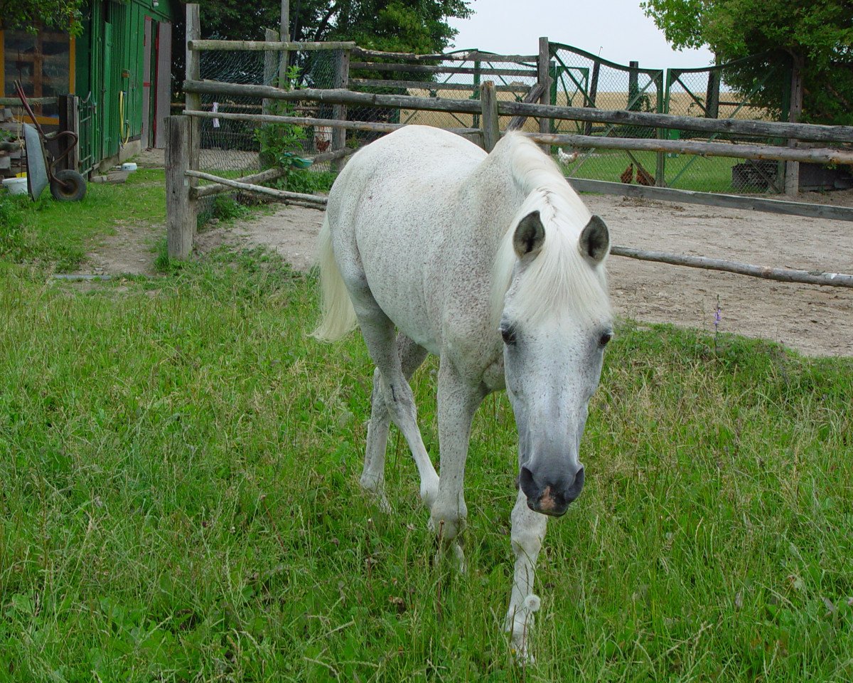stallion Ghavan ox (Arabian purebred, 1976, from Ibn Halima ox)
