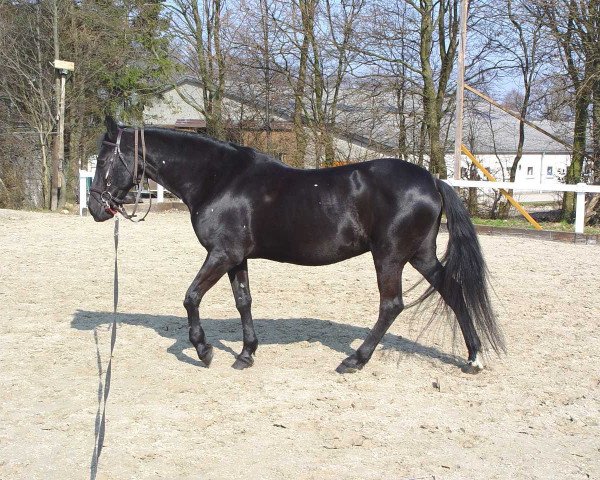 broodmare La Dama (Little German Riding Horse, 1985)