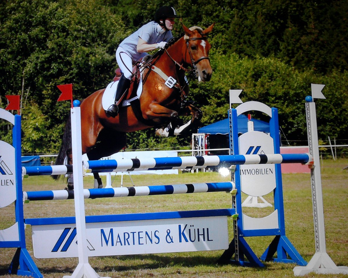 horse Basra 14 (German Riding Pony, 2000, from Lord)
