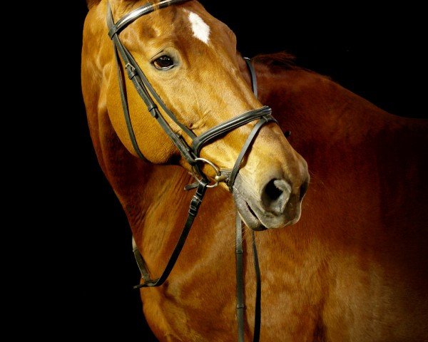 broodmare Tarona (Hessian Warmblood, 1995, from Trend)