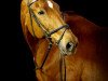 broodmare Tarona (Hessian Warmblood, 1995, from Trend)