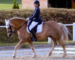 dressage horse Achim 6 (Haflinger, 2004, from 1397 Agra)