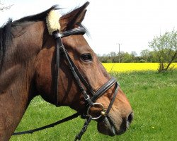 Pferd Calimero 246 (Holsteiner, 1995, von Calvados Junior)