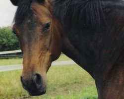 broodmare Ganita (Holsteiner, 1992, from Gaspari I)